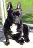 photo du Bouledogue Raymond